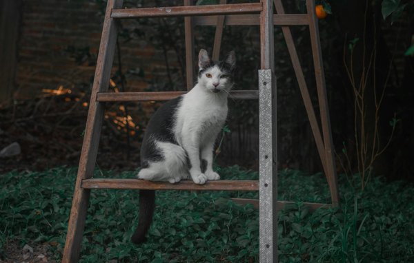 Découverte de l'Immunothérapie : Une Révolution dans le Combat Contre le Cancer